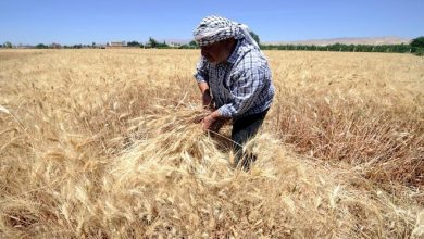 صورة “فاو”.. انخفاض محصول القمح في سوريا إلى 75%